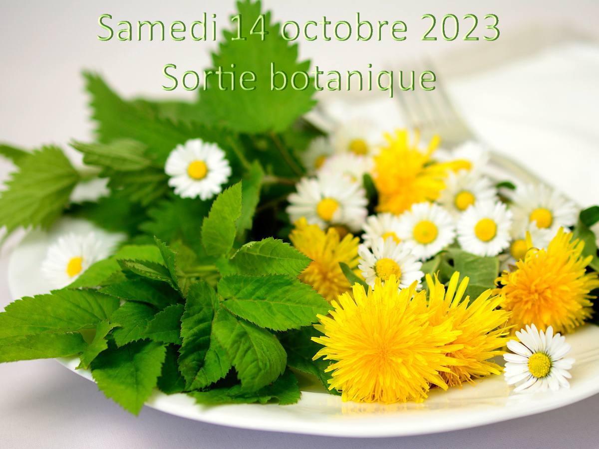 Plantes comestibles sauvages